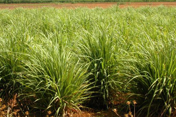 Lemon grasses