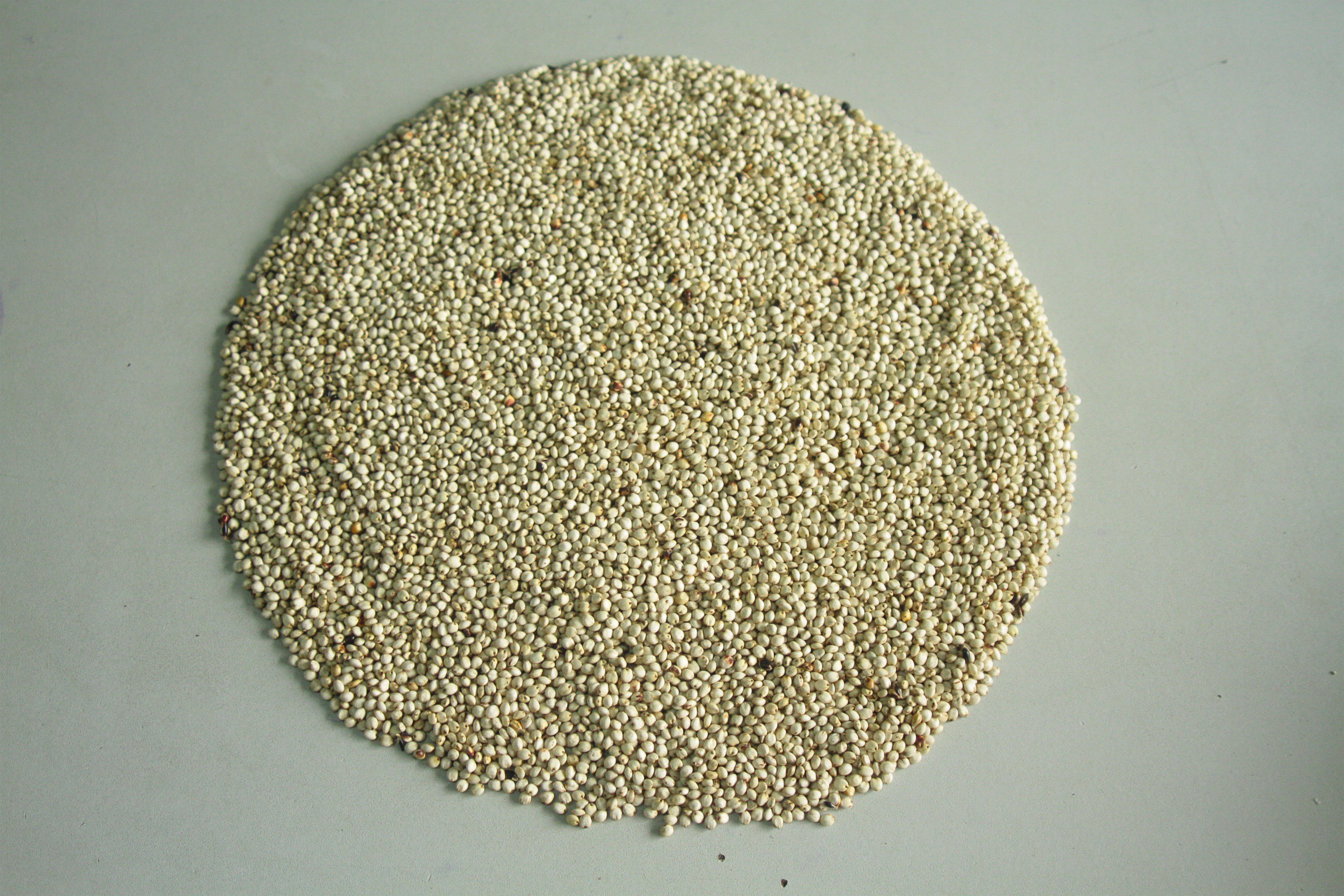 White Sorghum
