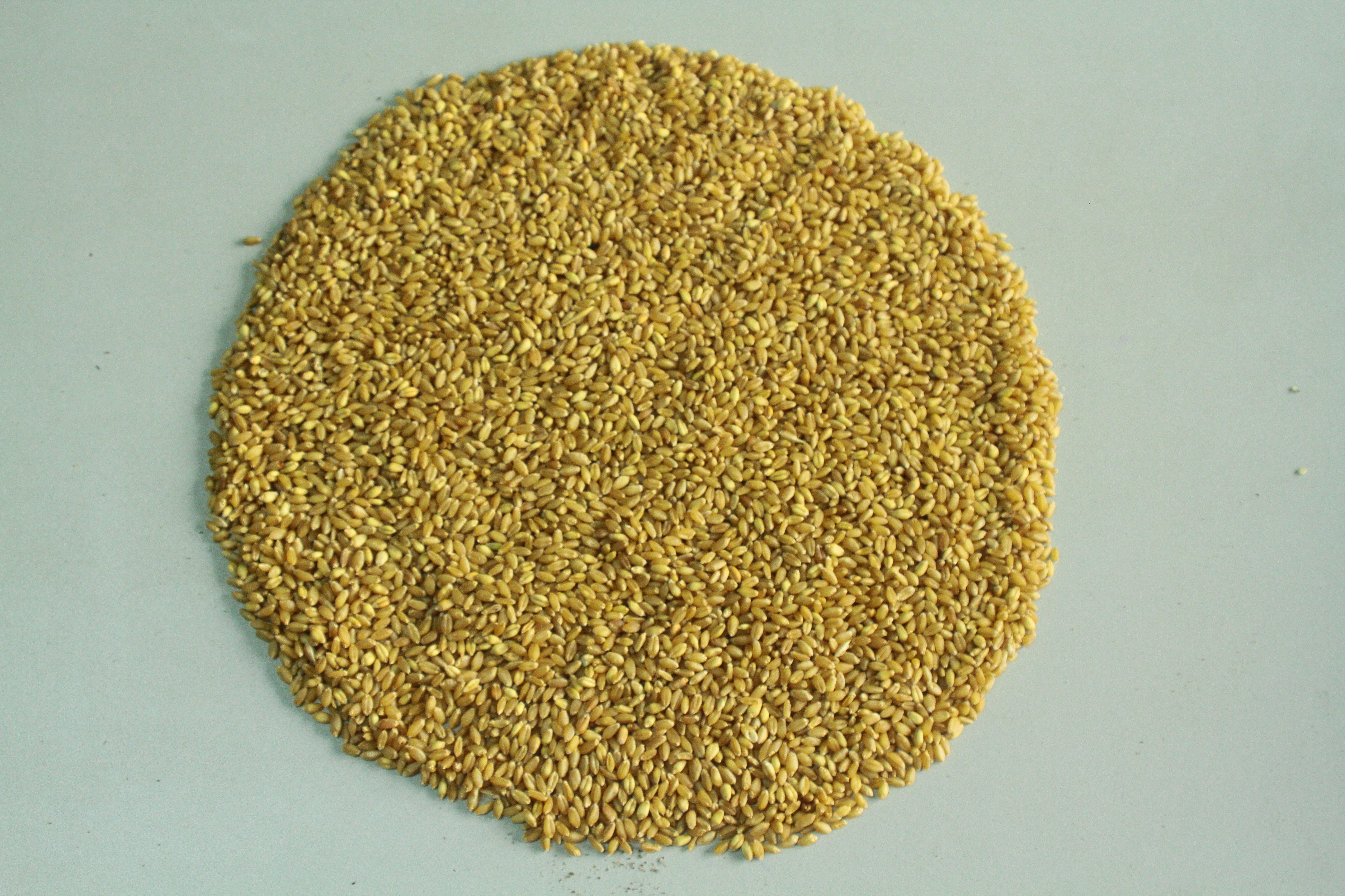 Wheat