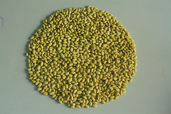 Yellow Beans