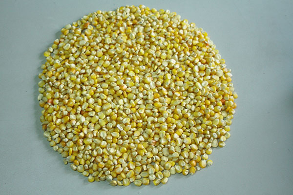 Yellow Maize