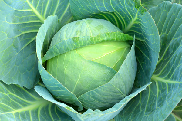 Cabbages