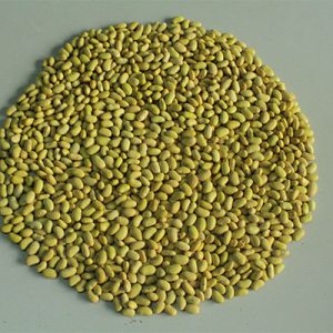 Yellow Beans